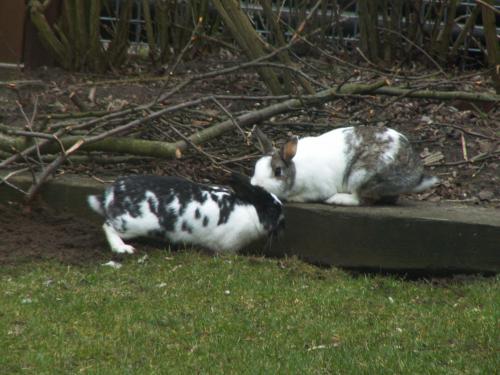 the cutest rabbits ever!  R.I.P schatten <33 ik hou van jullie!