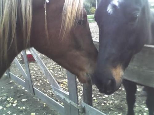 links: roddy mijn paard rechts; Mickey,jessys paard