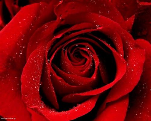 it's just a rose, not somebody I can love...