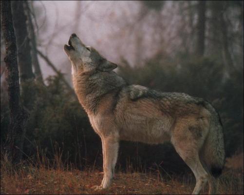 grey wolf howling