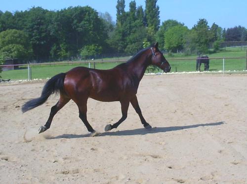 en:mijn lievelingsdieren:paarden