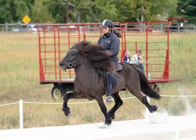 Ijslandse paarden hebben olok nog een speciale gang in plaats van stap,draf en galop de toilt die hbben andere paarden niiet hoor