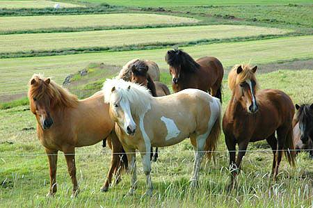 Dit zijn ijslandse pony's zijn ze niet super cute