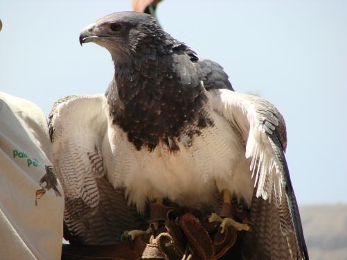 roof vogel heb ik in het echt gezien.(precies deze)