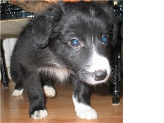 dit is mijn puppy Toto ze is op deze foto 3 maanden  schattig!!