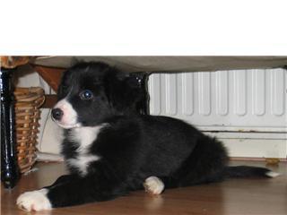 dit is mijn puppy Toto ze is op deze foto 3 maanden  schattig!!