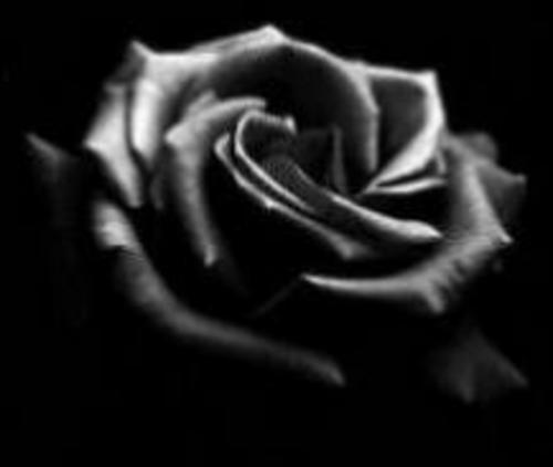 a bjoewtifol black rose