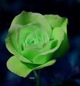 groene roos is mooiiii
