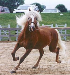 haflinger