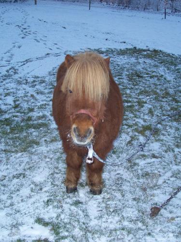 Lieve Shet in de sneeuw!