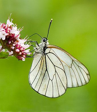 mooi wit vlindertje