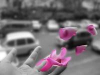 Pink flowers :D