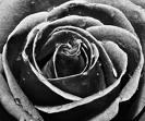 My Black Rose