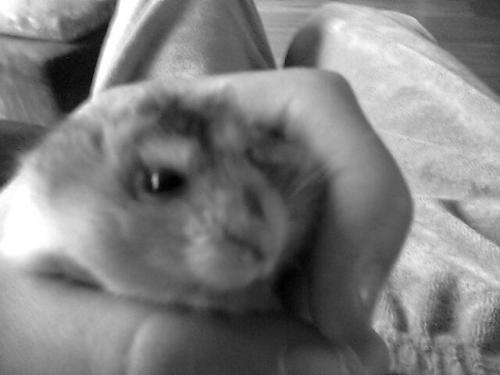 Hamtaro <3. RIP