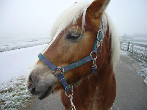 Mooie pony! Mijn lieve Janneke :D