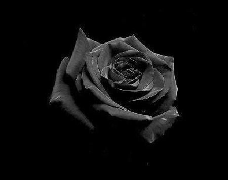 ik hou van zwart en rozen (A)
