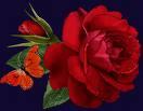 red rose