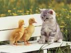 Duckies en Kitten