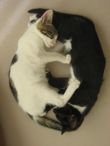 mijn katten spelen ying en yang