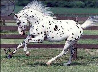 mijn te gekke poony die Jumpfefer heet ^^ ja ik lieft stippies (appaloosa