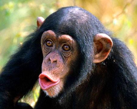 chimpansee