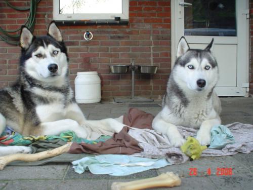 mijn honden links baico(3) rechts laika(5)