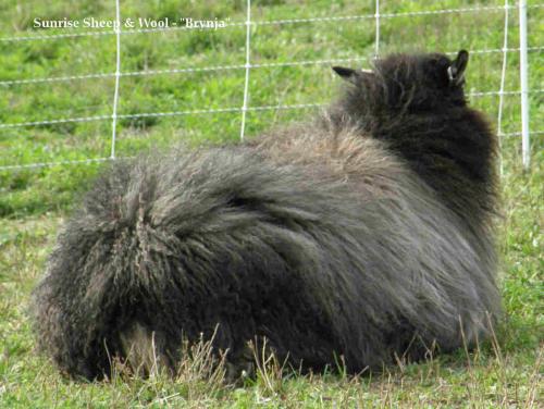 Een schapen ras dat mijn naam draagt : Coewl!! <33