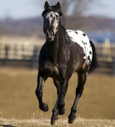 Appaloosa