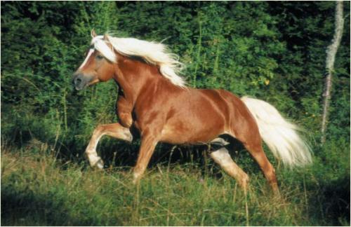 Haflinger