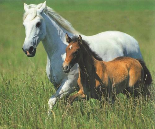 Camargue