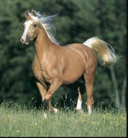 Palomino