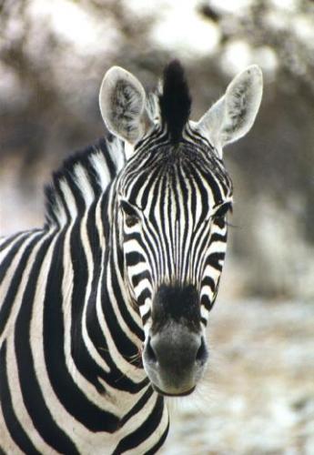 Zebra