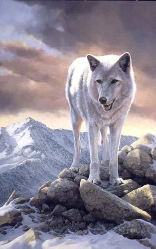 mooie witte wolf