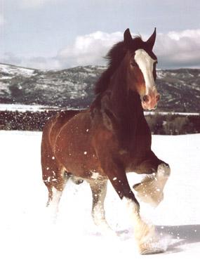 Clydesdale