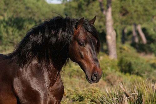 Andalusir