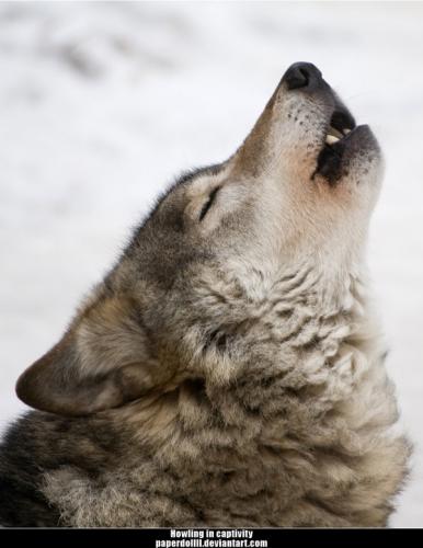 singing wolf