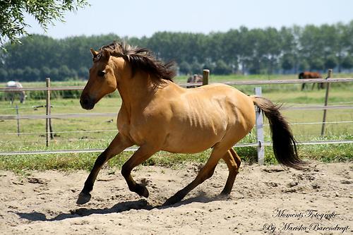 iejoor in actie