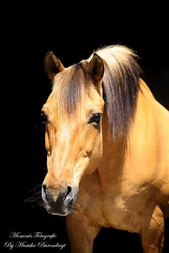 mijn 1e paard iejoor (L)