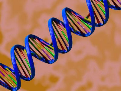 Deoxyribonucleic acid