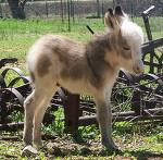 a donkey!!!!!