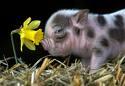 a flower with a piggy