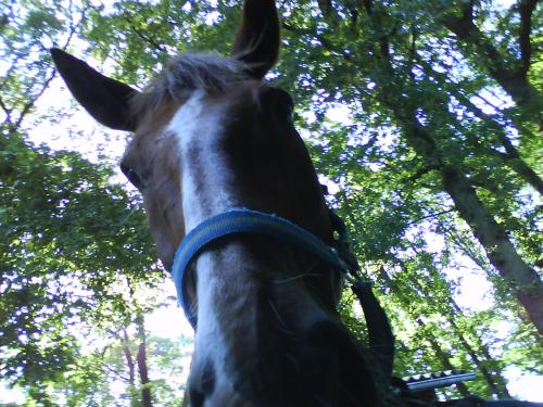 Jasper het pony beest van Aline