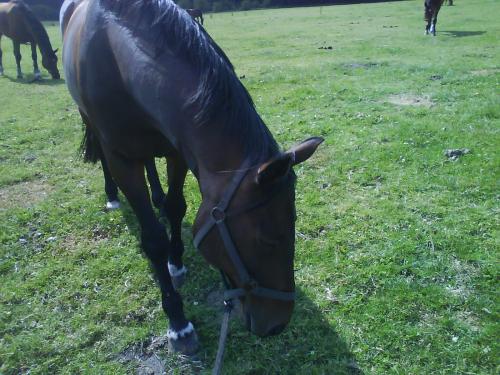 Jappeloupe is een vreetzak.. maar nogsteeds mijn ponybeest.