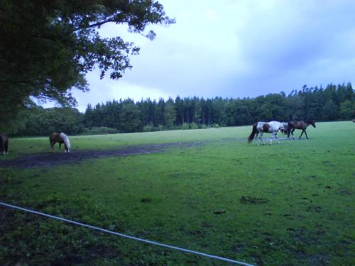 (L nr R)  Doerak(in de hoek) - Tessa - Wolfje - Pierce