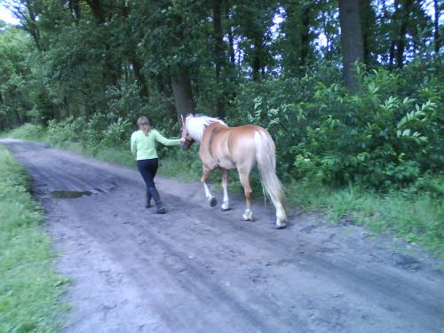 Linde en Tessa de dikke haflinger <33