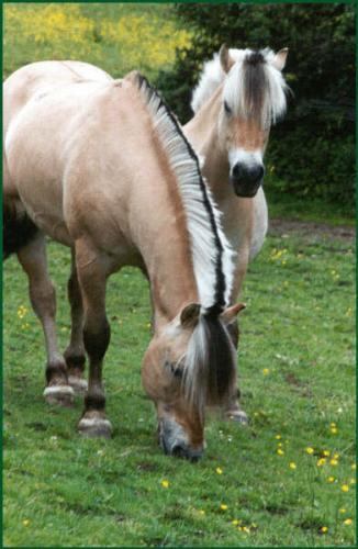 Fjorden paarden