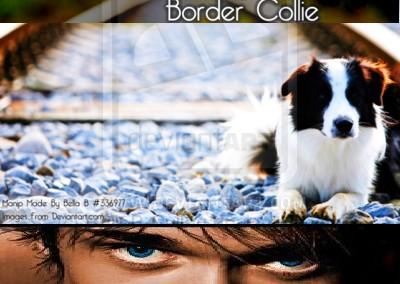 demian als border collie