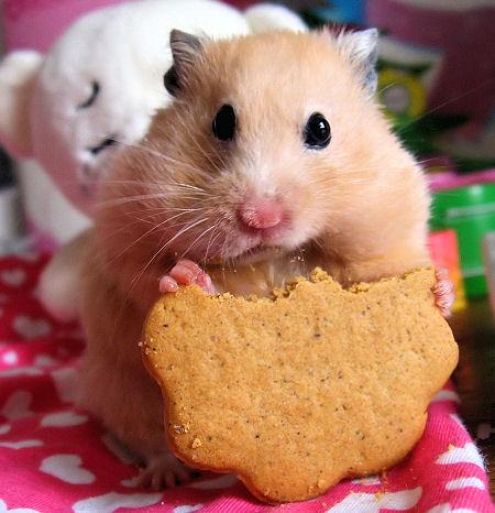 super cute hamsterr