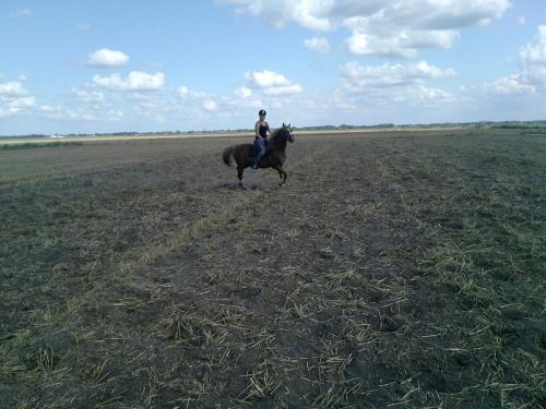 Galop op de stoppels