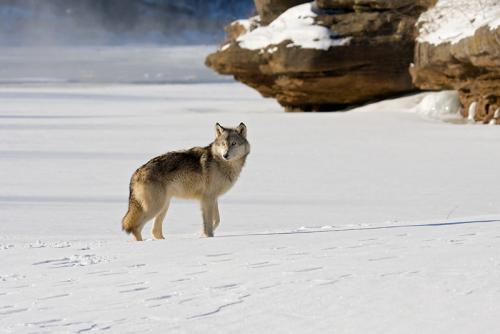 Wolfspirit is ook sneeuwverslaafde!